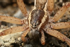 Dolomedes aquaticus