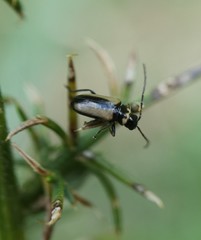 Calomicrus circumfusus