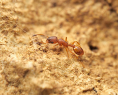 Temnothorax interruptus