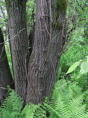 Salix caprea