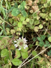 Trifolium repens