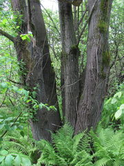 Salix caprea