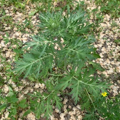 Artemisia absinthium