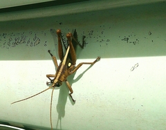 Agriacris jucunda