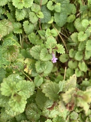 Glechoma hederacea