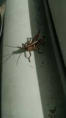 Agriacris jucunda