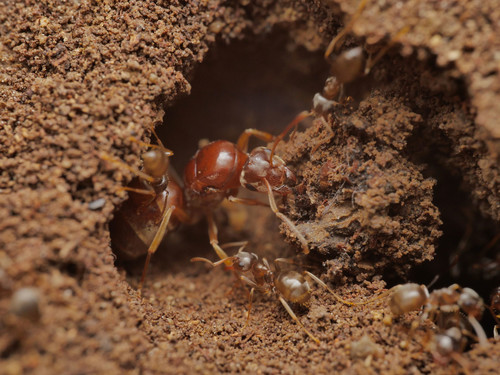 Alien field ant photo 3