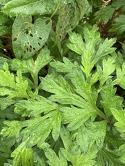 Artemisia vulgaris