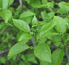 Celastrus orbiculatus