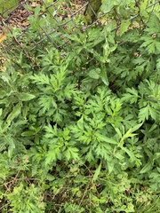 Artemisia vulgaris