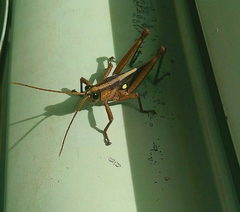 Agriacris jucunda