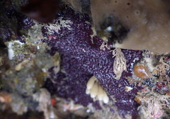 Aplysilla polyraphis