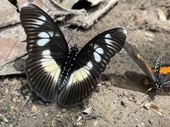 Pseudacraea lucretia