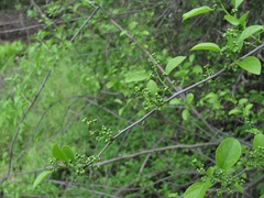 Celastrus orbiculatus