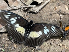 Pseudacraea lucretia