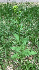 Sisymbrium loeselii