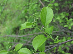 Celastrus orbiculatus