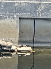 Graptemys pseudogeographica