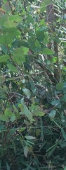 Tracheophyta