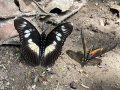 Pseudacraea lucretia