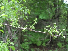 Celastrus orbiculatus