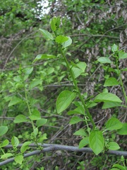 Celastrus orbiculatus
