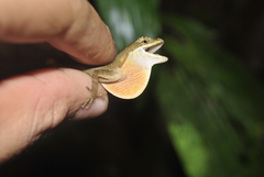 Anolis yoroensis