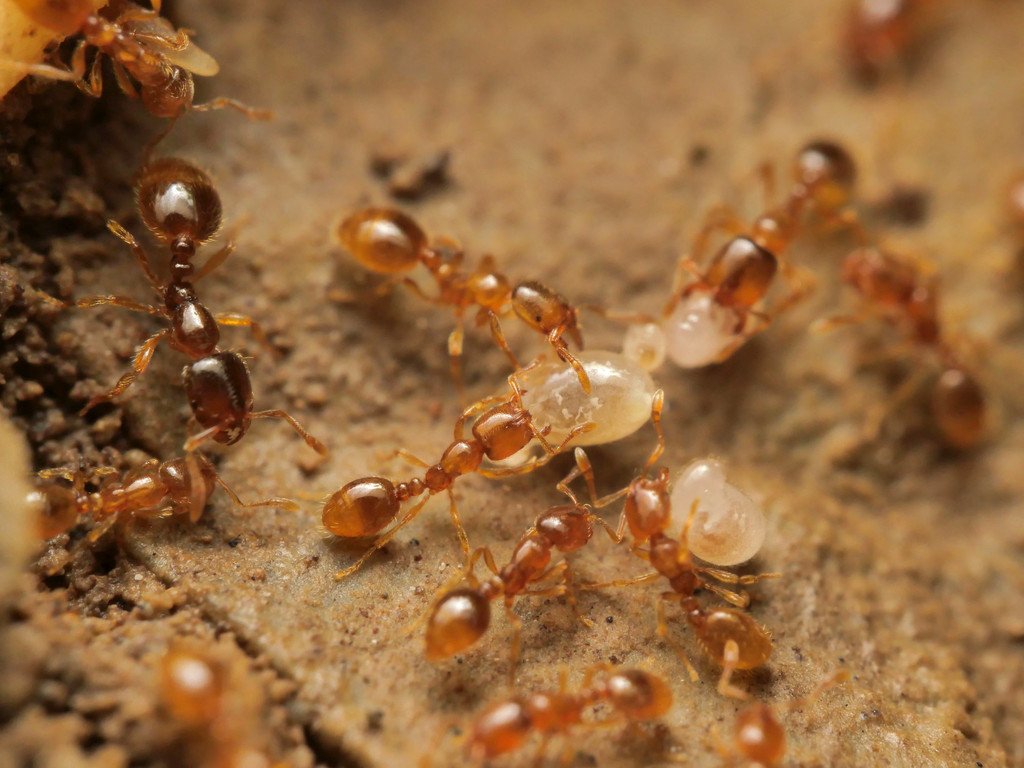 Common European Thief Ant