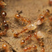 Common European Thief Ant - Photo no rights reserved, uploaded by Philipp Hoenle
