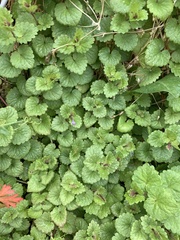 Glechoma hederacea