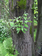 Salix caprea