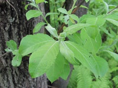 Salix caprea