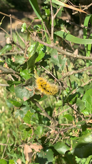Lophocampa argentata