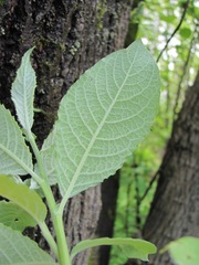Salix caprea