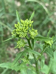 Sisymbrium loeselii