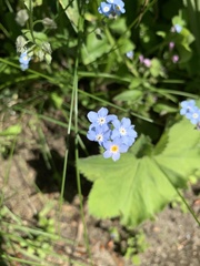 Myosotis