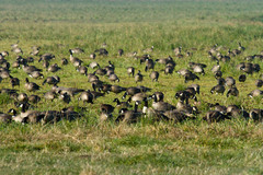 Branta hutchinsii leucopareia