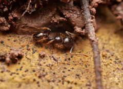Aphaenogaster subterranea