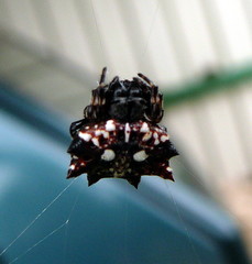 Thelacantha