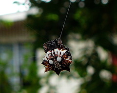 Thelacantha