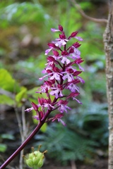 Orchis × hybrida