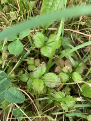 Potentilla indica