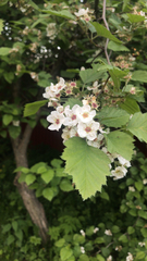 Crataegus