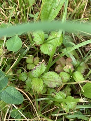 Potentilla indica