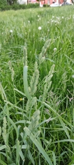 Dactylis glomerata