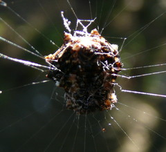 Thelacantha