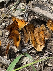 Phalanta eurytis eurytis