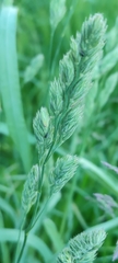 Dactylis glomerata