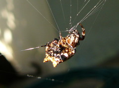 Thelacantha
