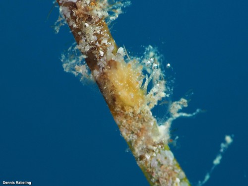 photo of (Zelentia pustulata)